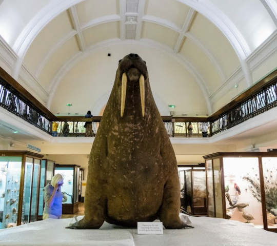 Horniman Museum and Gardens