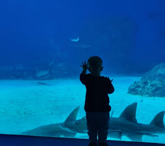 Denmark National Aquarium