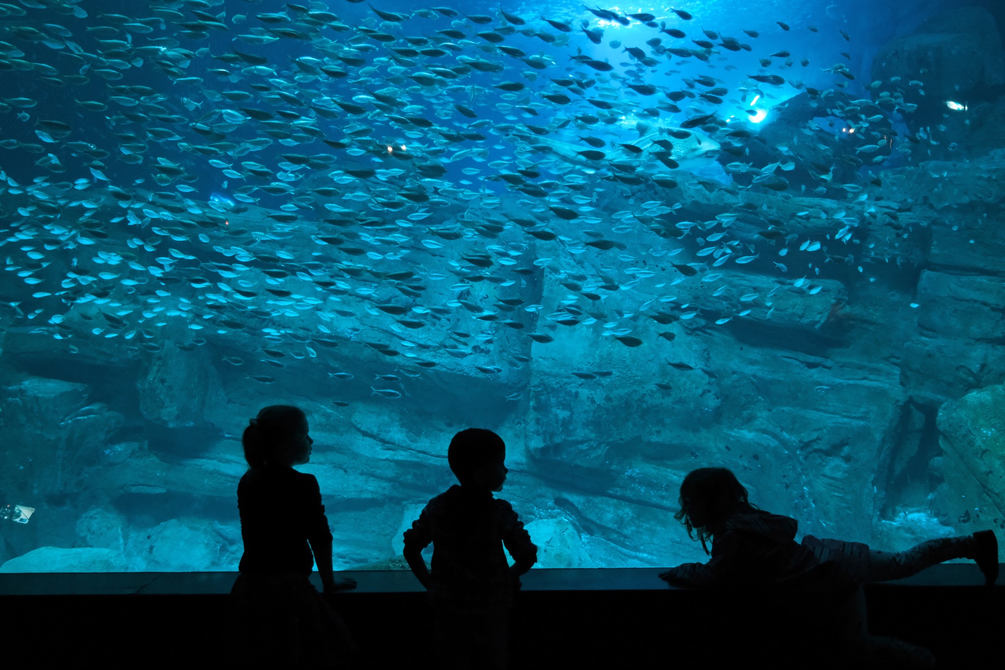 Aquarium de Paris Cinéaqua