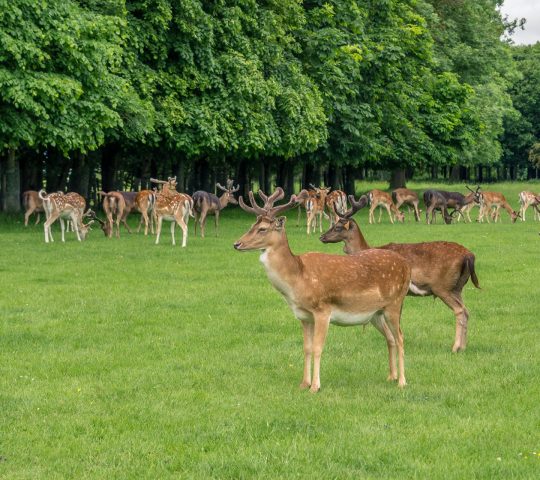 Phoenix Park