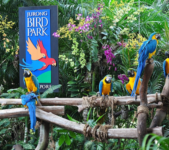 Jurong Bird Park
