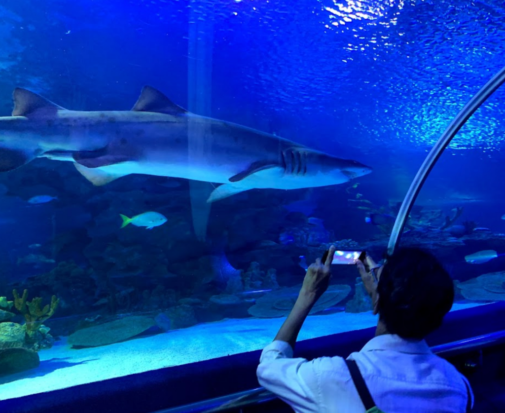 KLCC Aquarium Trip with Toddler