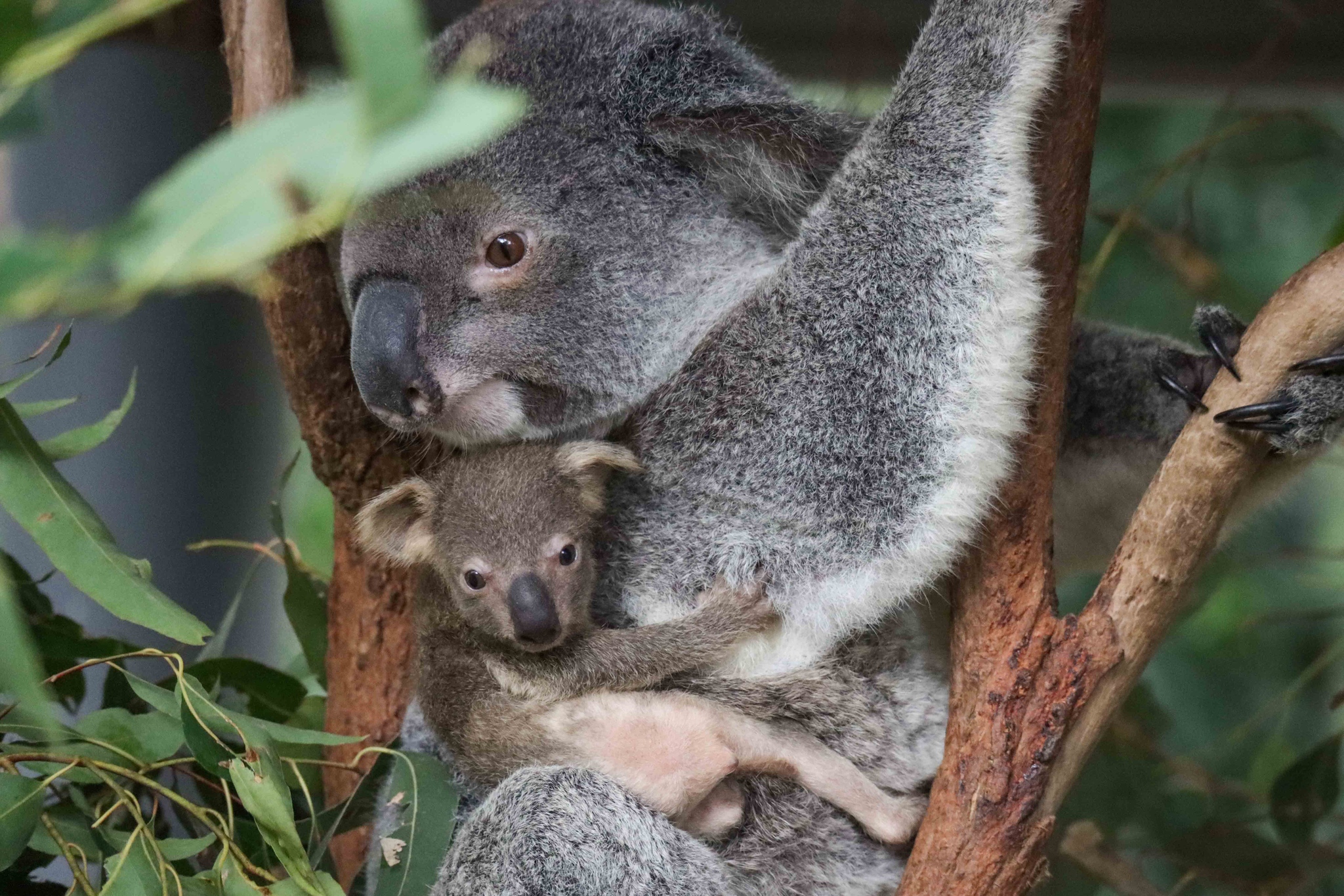 Koala Bear Sanctuary — The Traveling American