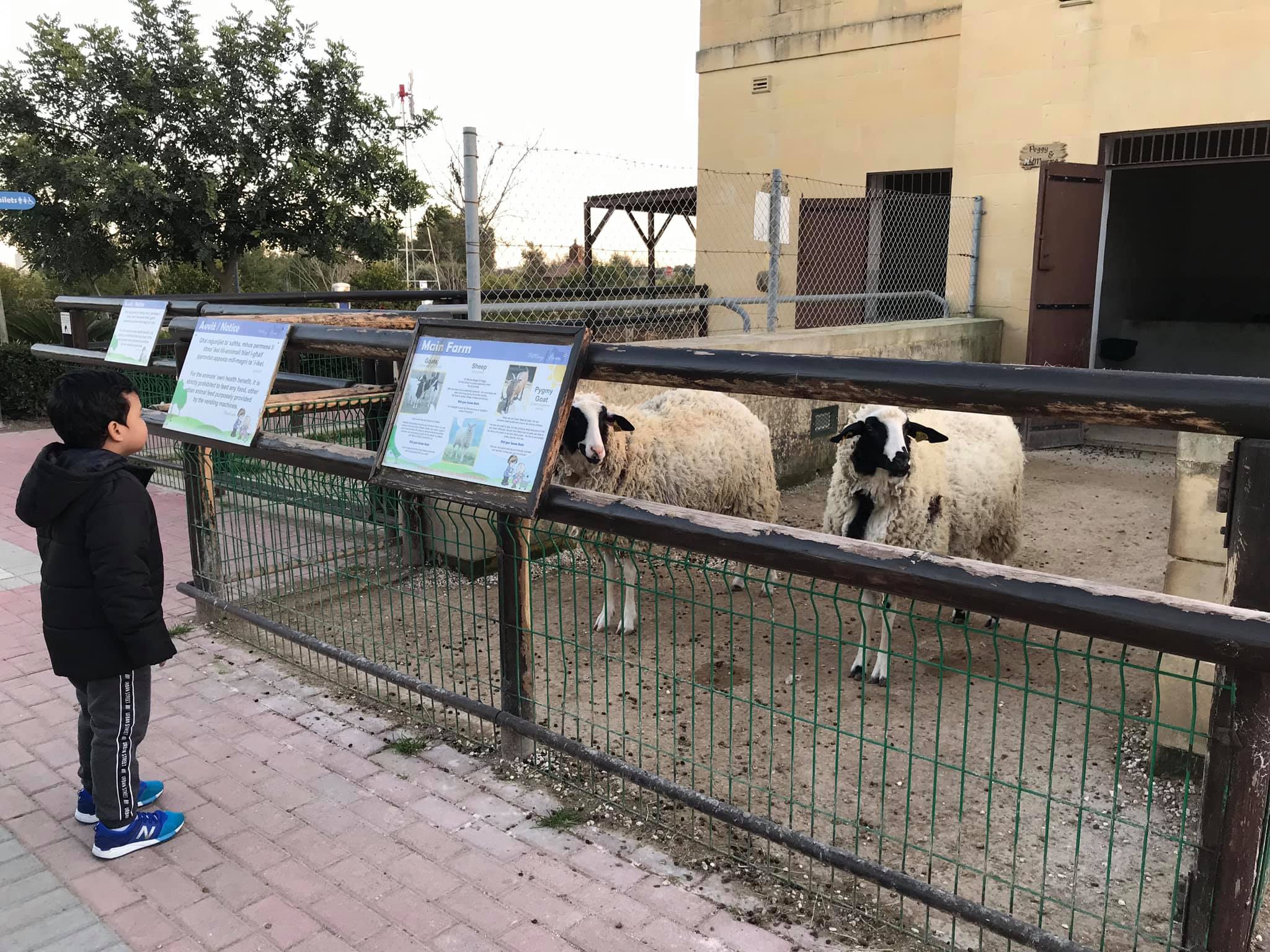 Ta Qali Petting Farm
