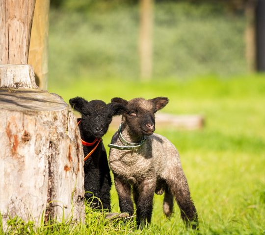 Collingwood Children’s Farm