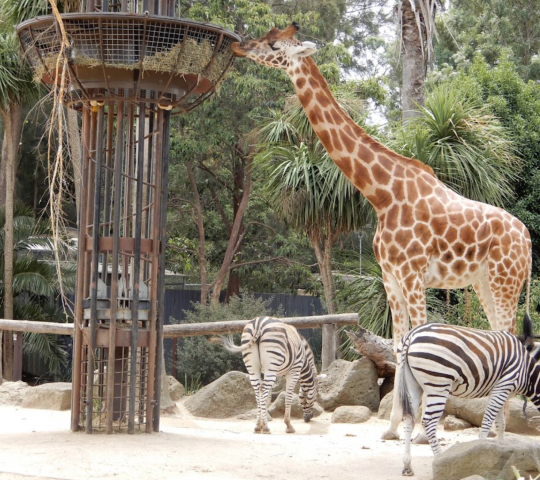 Melbourne Zoo