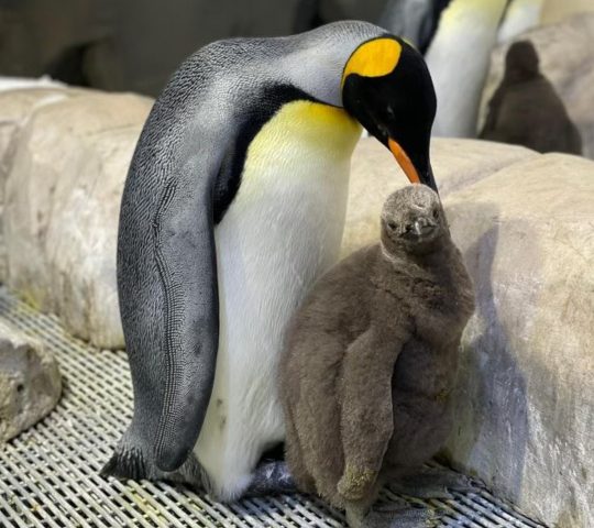SEA LIFE Melbourne Aquarium